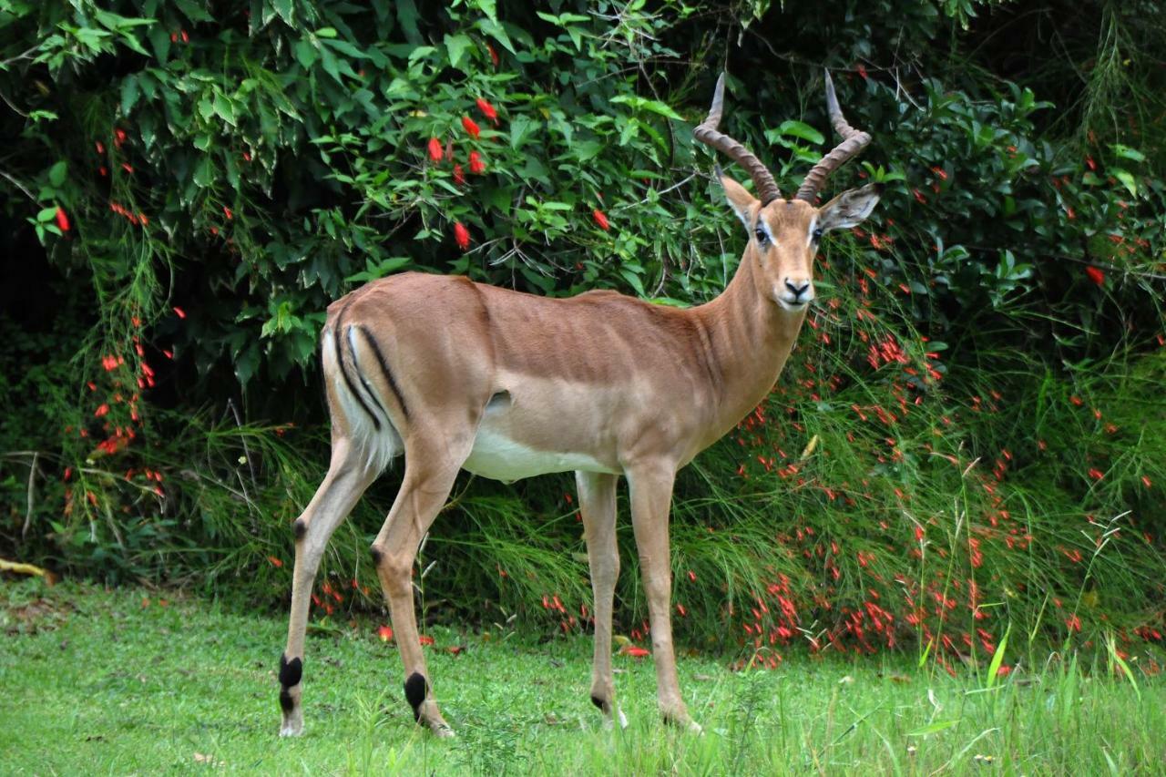 Kruger Park Lodge Unit No. 277 Hazyview Dış mekan fotoğraf